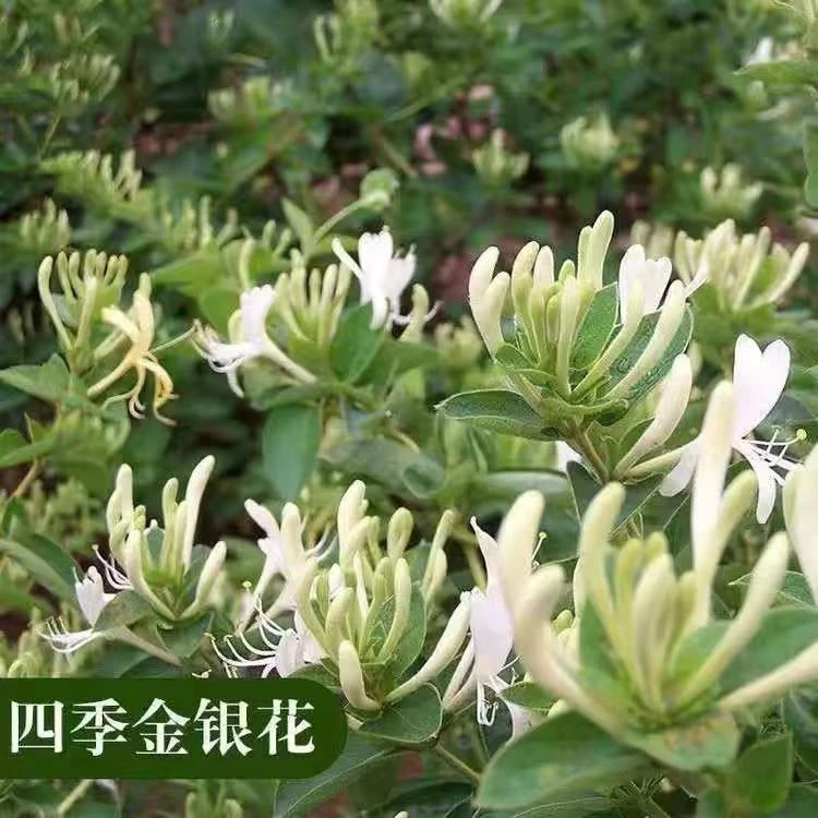 四季金银花树苗盆栽地栽阳台庭院种植耐寒南北方种植白色黄色