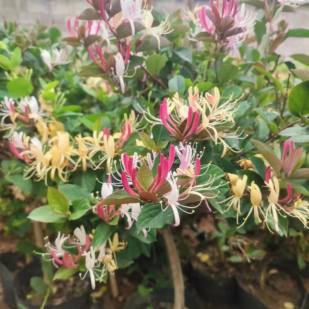 爬藤多彩红色金银花盆栽地栽庭院篱笆南北方均可栽培好活易养浓香