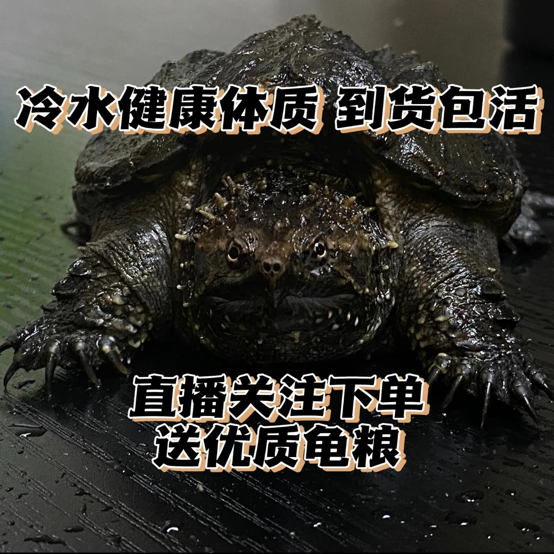 【直播精选】观赏小乌龟 深水宠物乌龟 原种人工养殖佛鳄爆刺