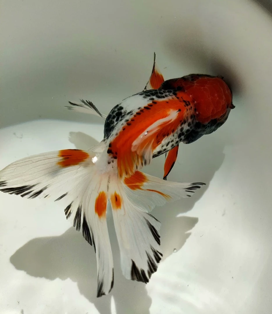 精品泰狮玛丽兰寿