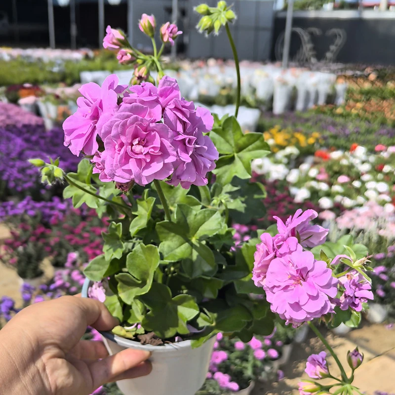 新品种天竺葵盆栽(大冠幅 耐阴植物 花期长)室内阳台开花植物