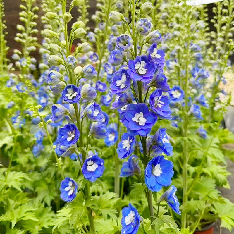 大花飞燕(颜值高 耐寒 花期长)庭院阳台开花植物星花怒放