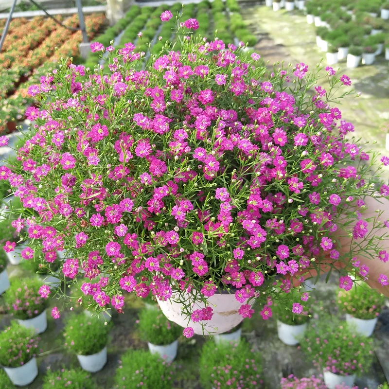 满天星(满天星繁星 高颜值花花  室内花)阳台开花植物星花怒放