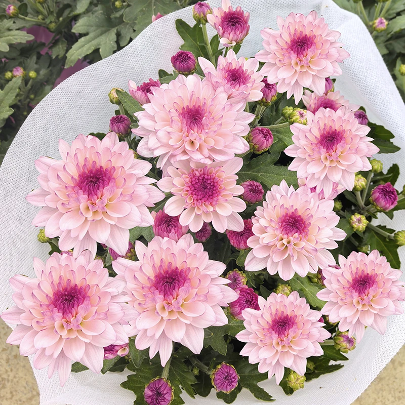 南农丹心粉小雏菊(小清新 高颜值)阳台庭院开花植物