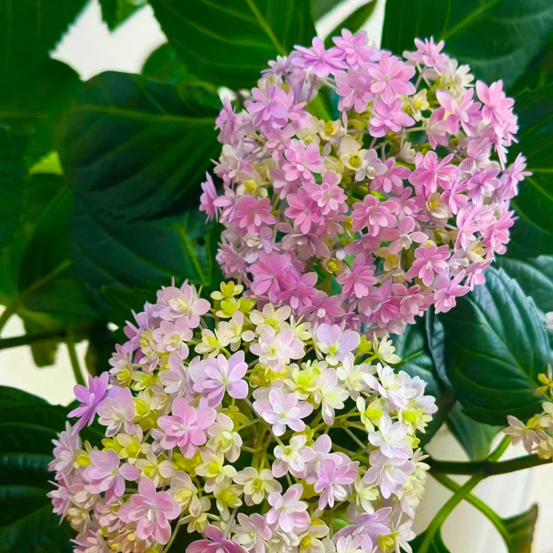 花手鞠老桩绣球(切花品种 大花花色独特 花期长)庭院阳台开花植物