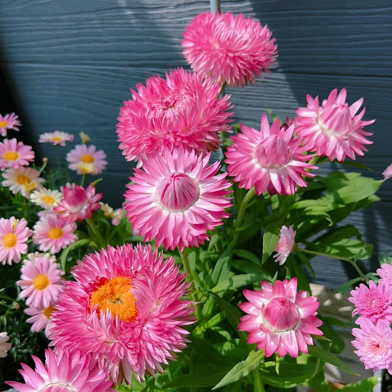 大花型麦秆菊(大花型  Q弹可爱 花期长 颜值高)庭院阳台开花植物