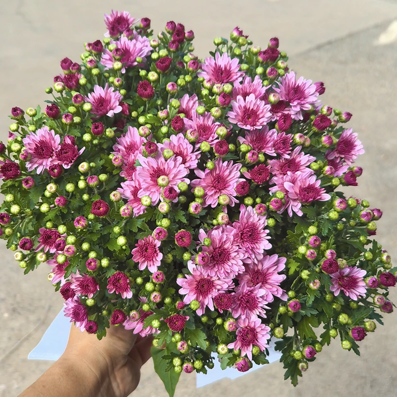 多彩球菊荷兰菊小雏菊千头菊阳台庭院开花植物