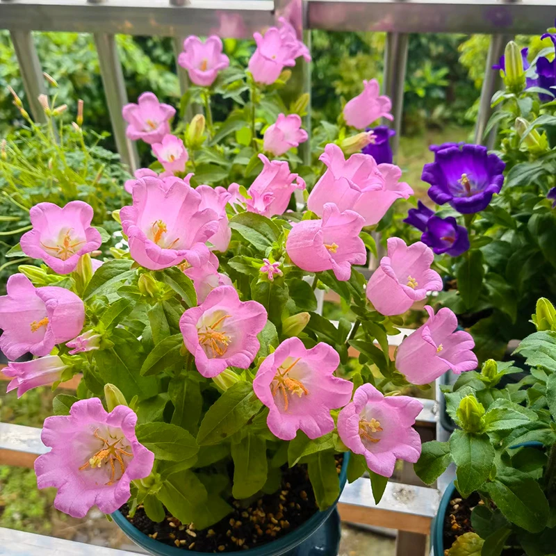 酒杯风铃盆栽(酒杯状 花期长 颜值高 耐热)阳台庭院开花植物