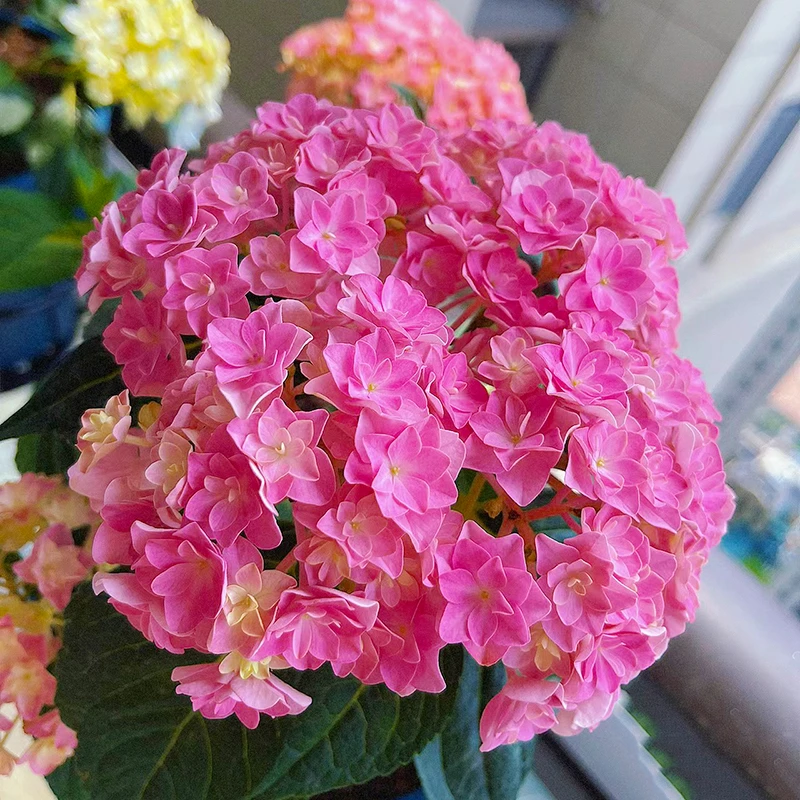 太阳神殿重瓣绣球(新老枝开花 直立性好)庭院阳台好养花