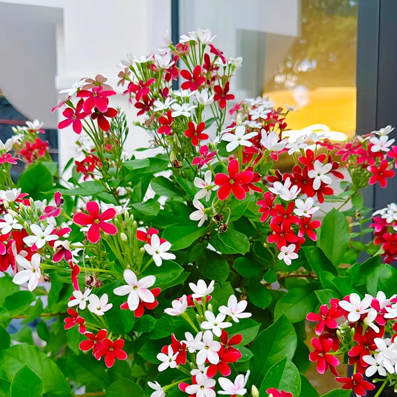 使君子盆栽(花期长 花苞多 开爆后有蜜桃香味)庭院阳台开花植物