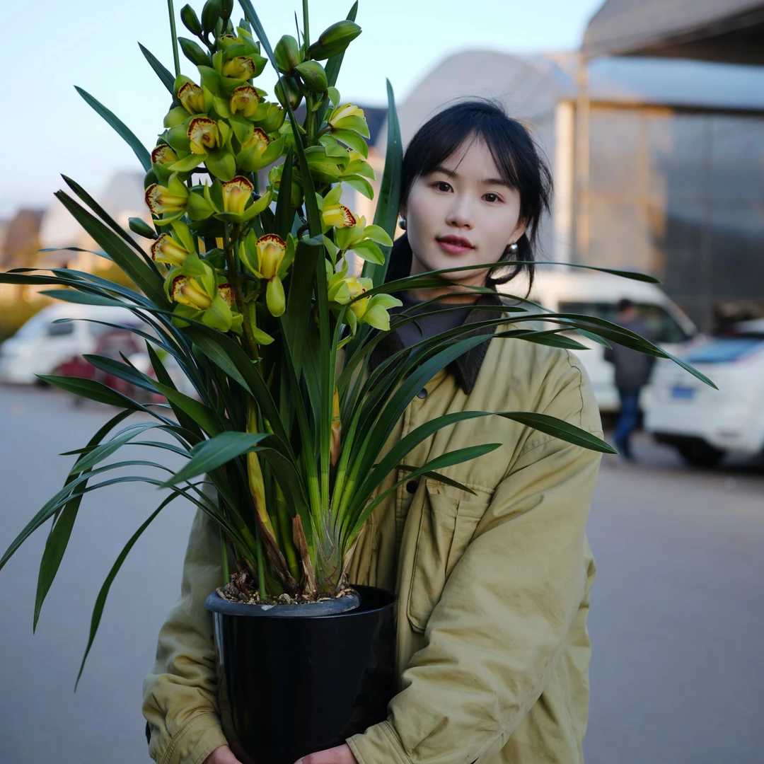 【玉观音 | 推荐5支剑】大花惠兰  绿色 高端花卉  年宵花