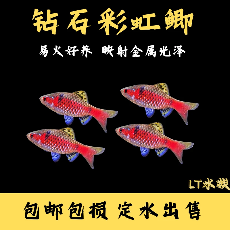 钻石彩虹鲫鱼草缸高档原生热带鱼真无须鲃小型冷水饲养精品活体