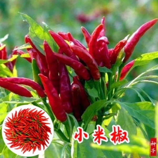 【限购1单】小米椒种籽农家自种新鲜尖椒泡椒朝天辣椒蔬菜种子包邮