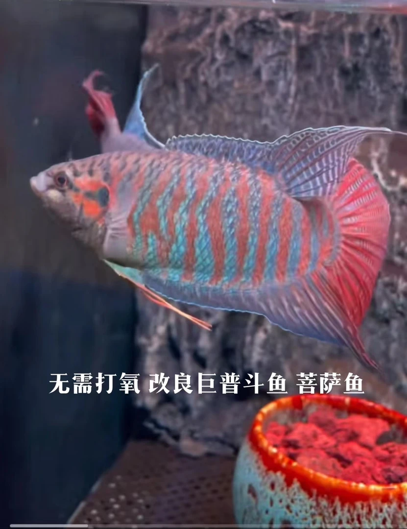 中国斗鱼巨普冷水观赏鱼包邮包活不用打氧过滤可混养淡水鱼饲料