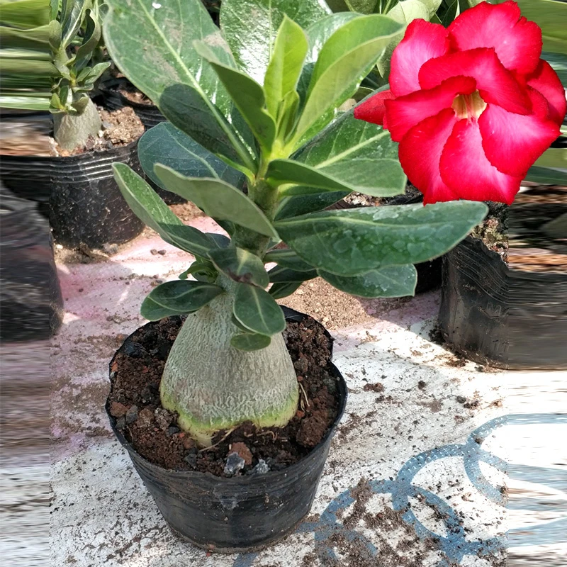 2年苗沙漠玫瑰开多色实生花卉矮小办公室防辐射盆栽好养多肉植物