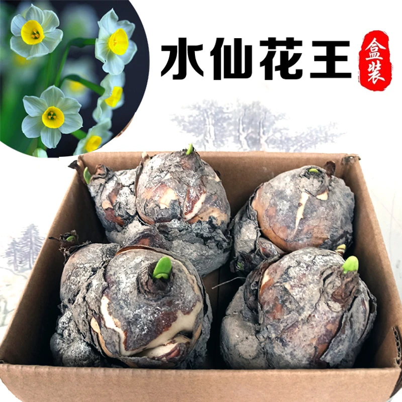 花王漳州水仙花种球室内水培养盆栽植物秋冬芳香好养整盆年宵花卉