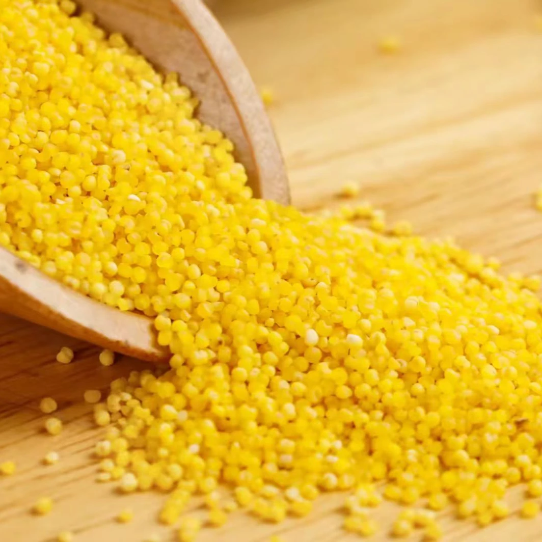 朝阳小米 月子米 大金苗小米当季新米便携装五斤