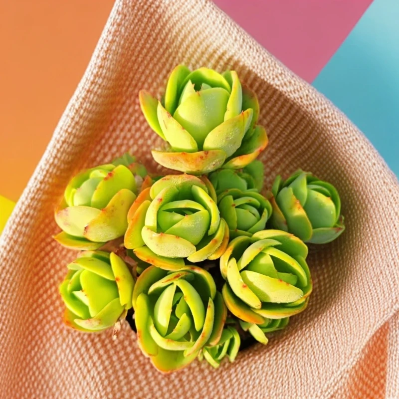 群生鸡蛋碧桃（多肉植物）夏型品种耐高温高湿  冬天移到室内养殖