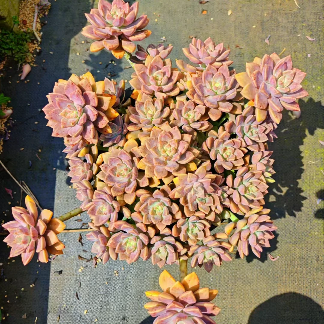 大老桩阿伦培（多肉植物）新手必养型植物  耐高温耐低温