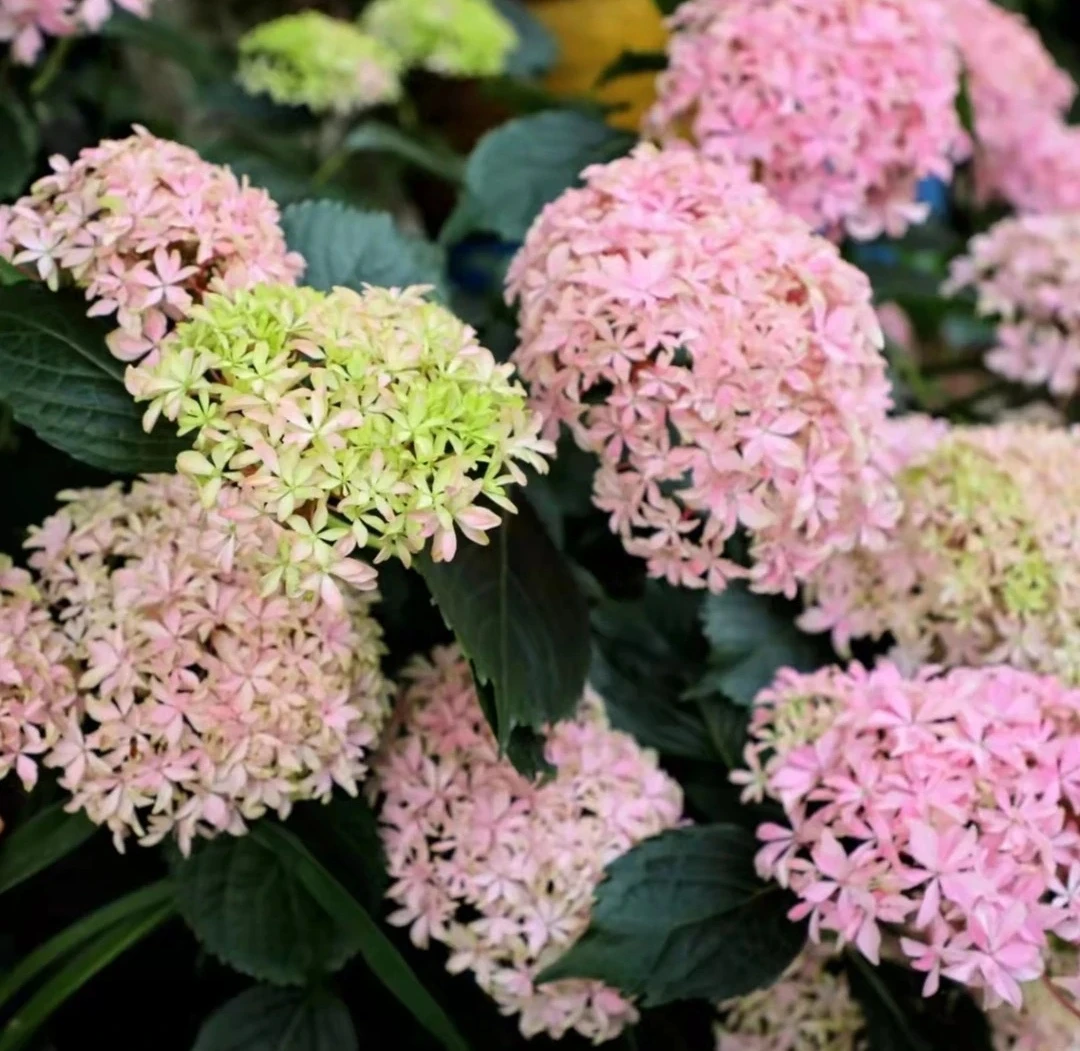 灵感-贵州露天大花绣球带花发货7加仑盆栽地栽别墅庭院花奔绿植