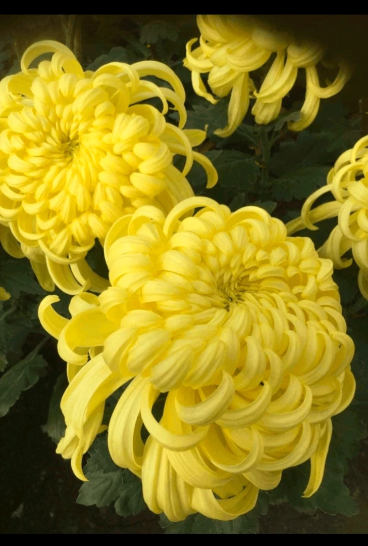 九月大菊《大黄球》《带花苞》发货，黄为尊红为贵，……