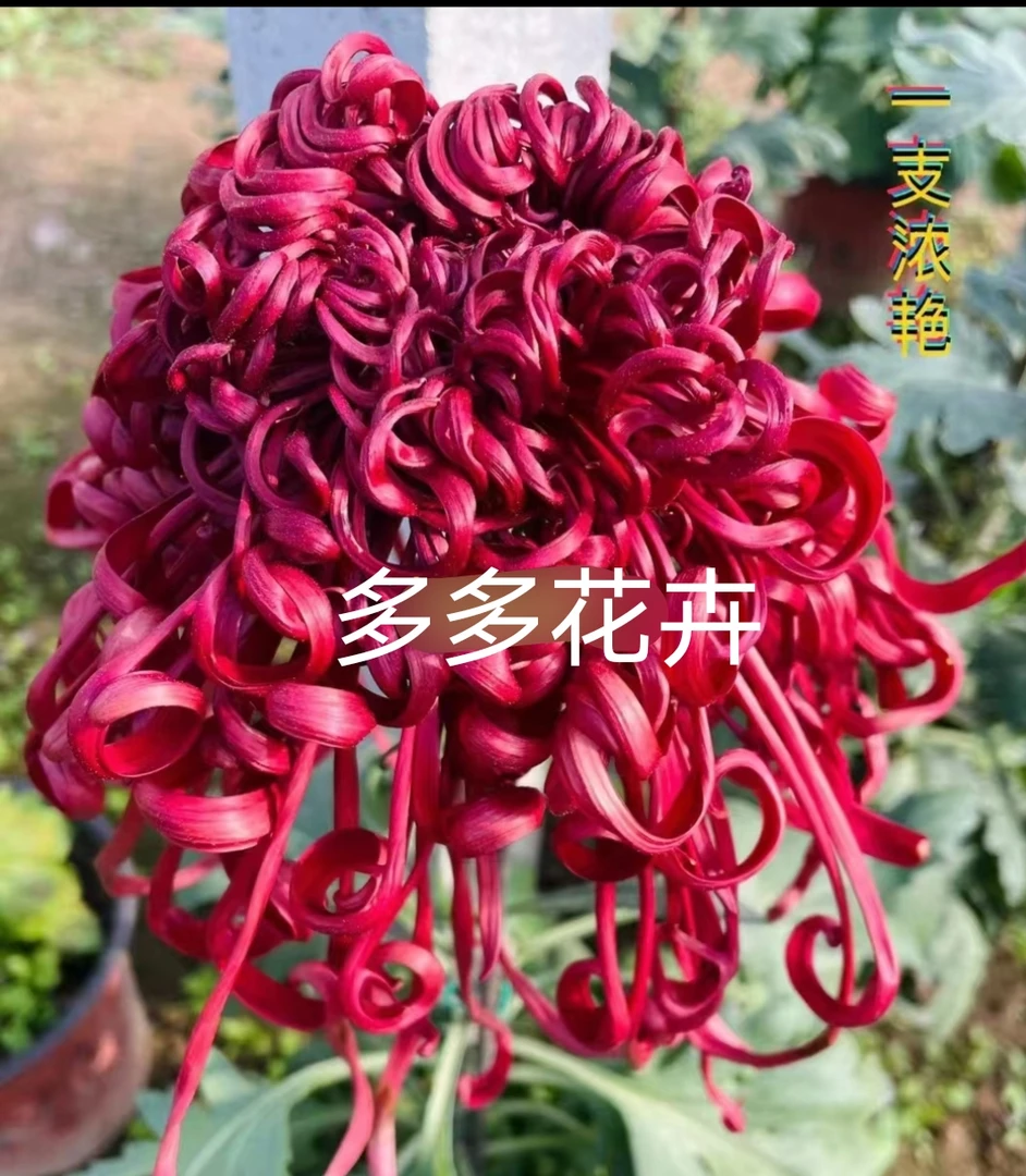 九月菊《一枝浓艳》《不带花苞》发货，开花大，开花漂亮……