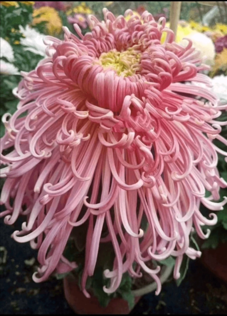 九月大菊《貂蝉拜月》《带花苞》发货，大丝菊，真漂亮……