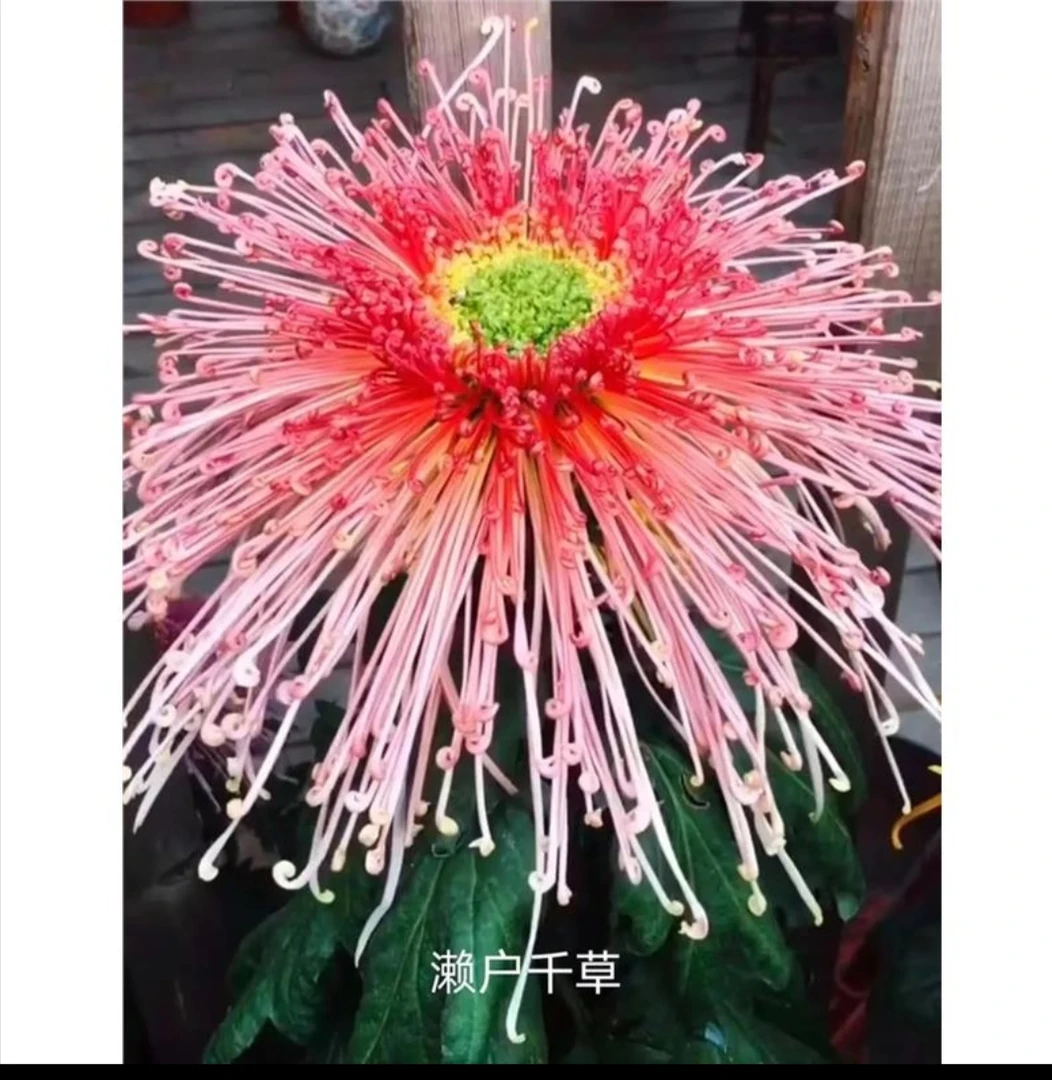九月大菊《懒户千草》《带花苞》发货，开花大，开花美……