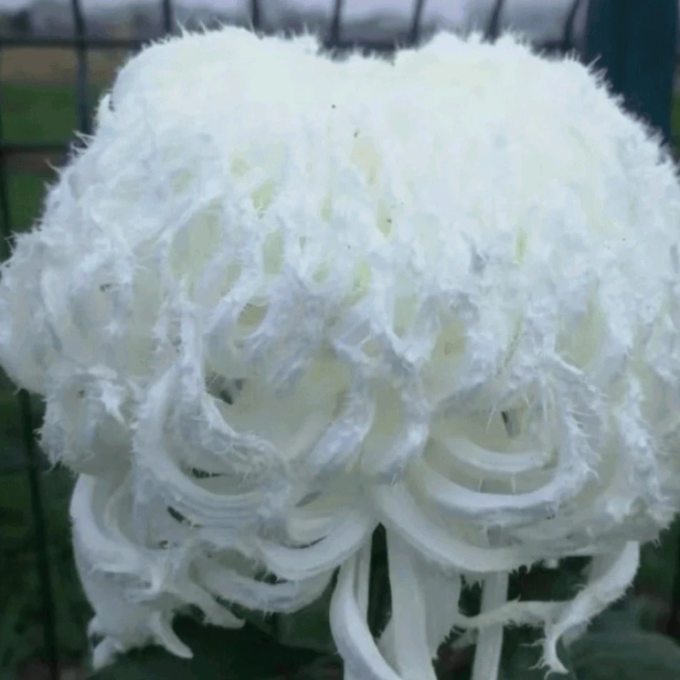 九月大菊《琼岛三友》《小花苞》发货，花型独特，带毛刺……