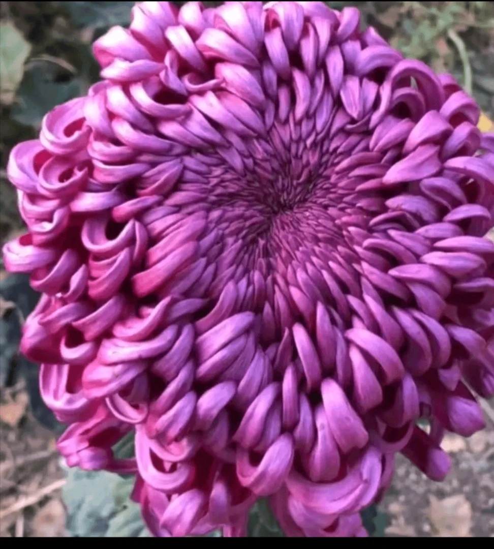 九月大菊《紫国华》《带花苞》发货,花色神秘,真心漂亮……