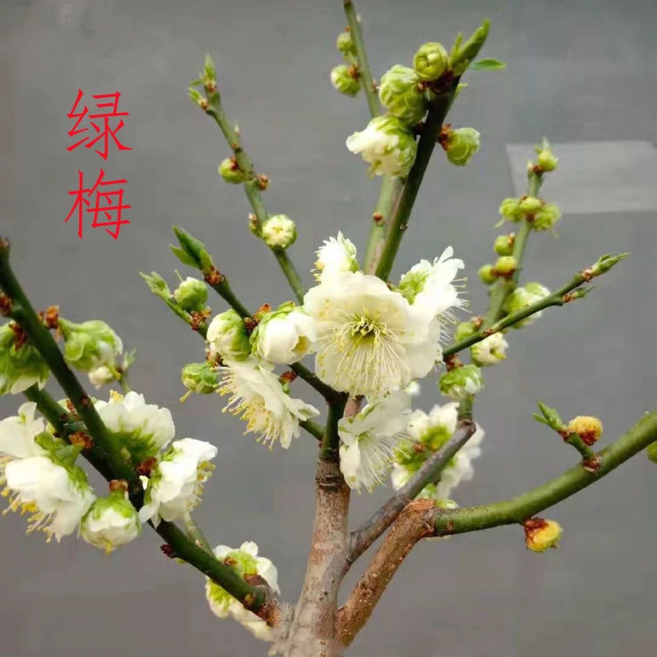 原生绿梅老桩耐寒好养