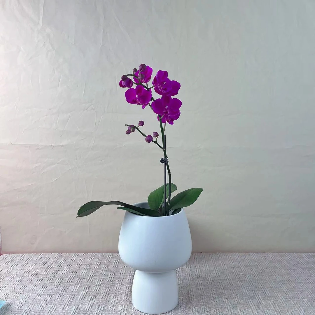 【满天红】精 品蝴蝶兰