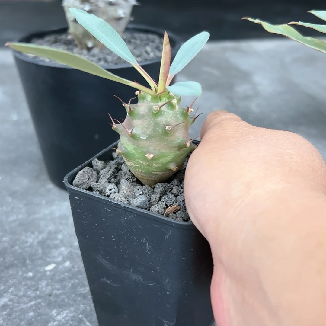 爆*A小瓶干887788888