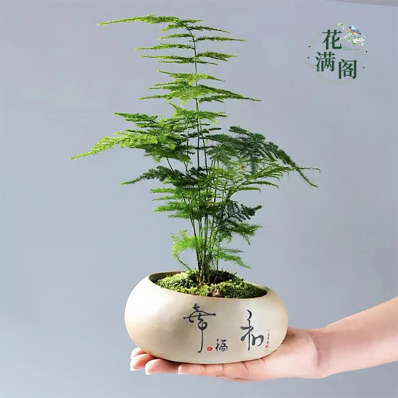 文竹盆栽办公室矮生迷你桌面1盆景摆件花卉植物绿植（盆是随机的）同城小时达鲜花