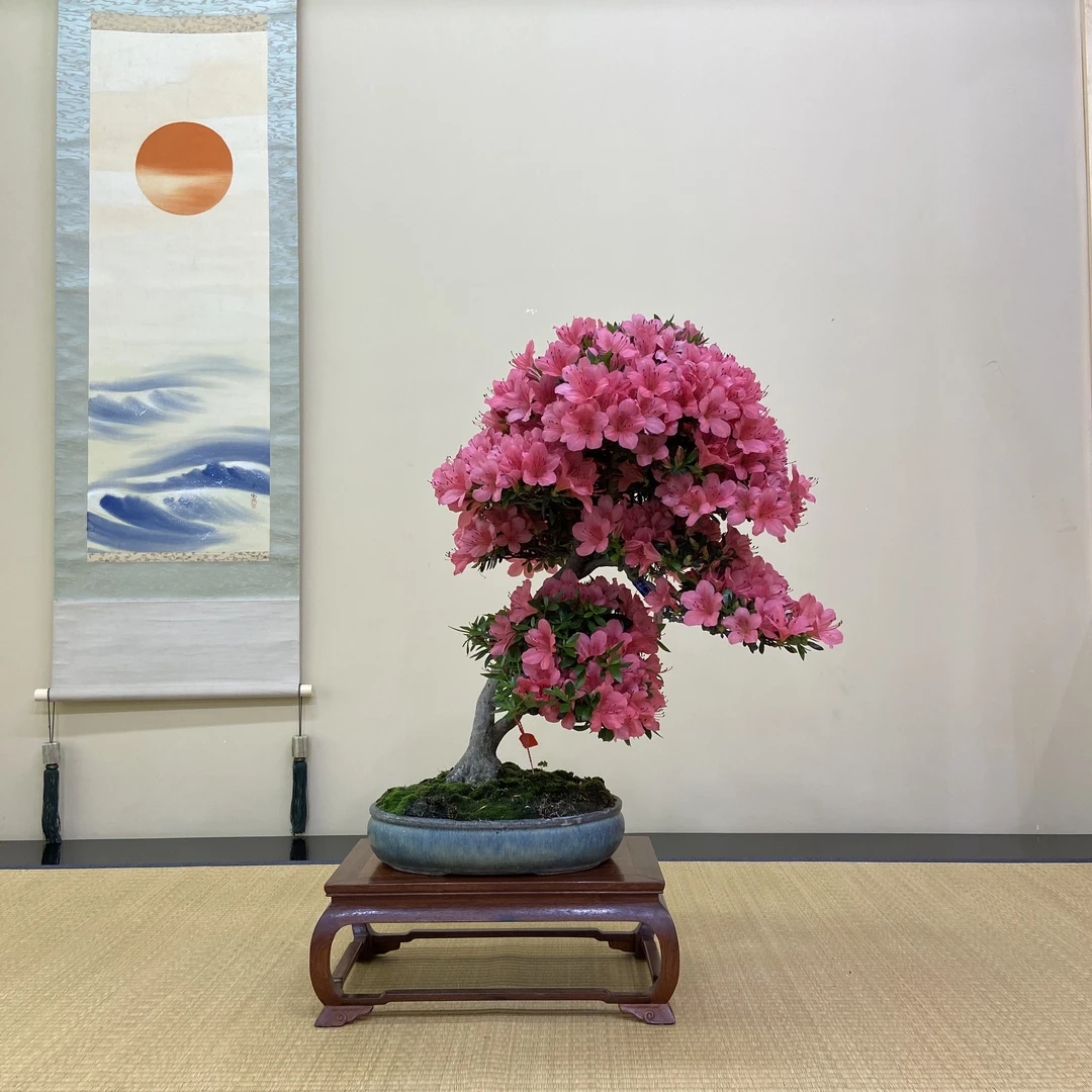 盆景杜鹃及盆器代拍