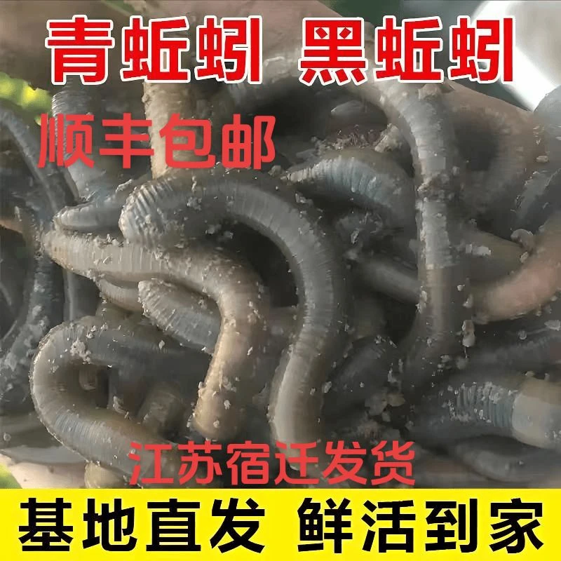 垂钓活饵活体特大号鲜活现货青蚯蚓特臭腥味钓鱼黄鳝诱饵