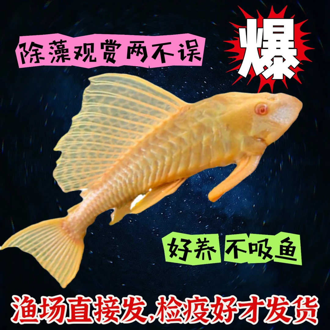 大尺寸红眼女王大帆鱼除藻鱼易活清洁工鱼工具鱼缸粪便清理吃青苔