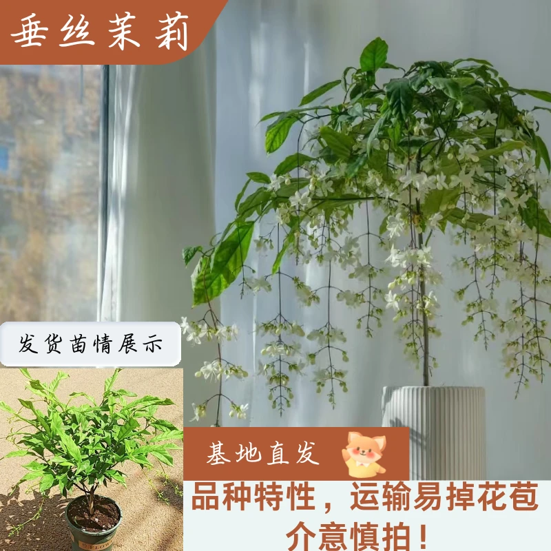 【网红热销】高端 正宗 垂丝茉莉成品1加仑 室内好养 基地直销 特惠