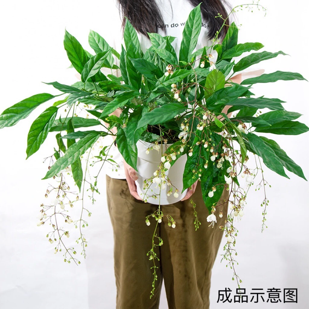 垂丝茉莉苗高档花卉绿植四季常青好养活客厅室内阳台绿色植物