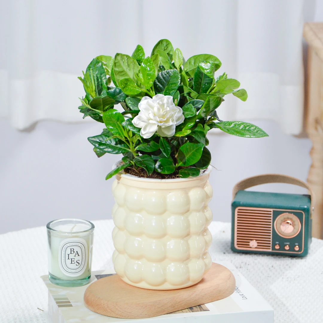 栀子花盆栽开花观赏室内室外客厅办公桌桌面懒人好养易活观叶绿植