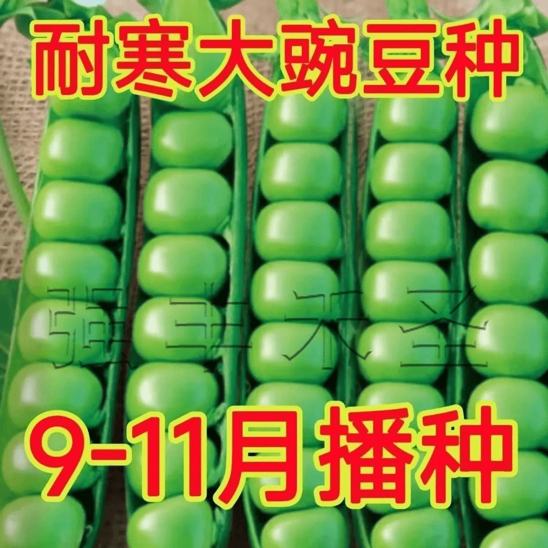 菜豌豆大荚青豆甜豌豆尖甜豌豆种子水果型脆可生吃四季播蔬菜种子