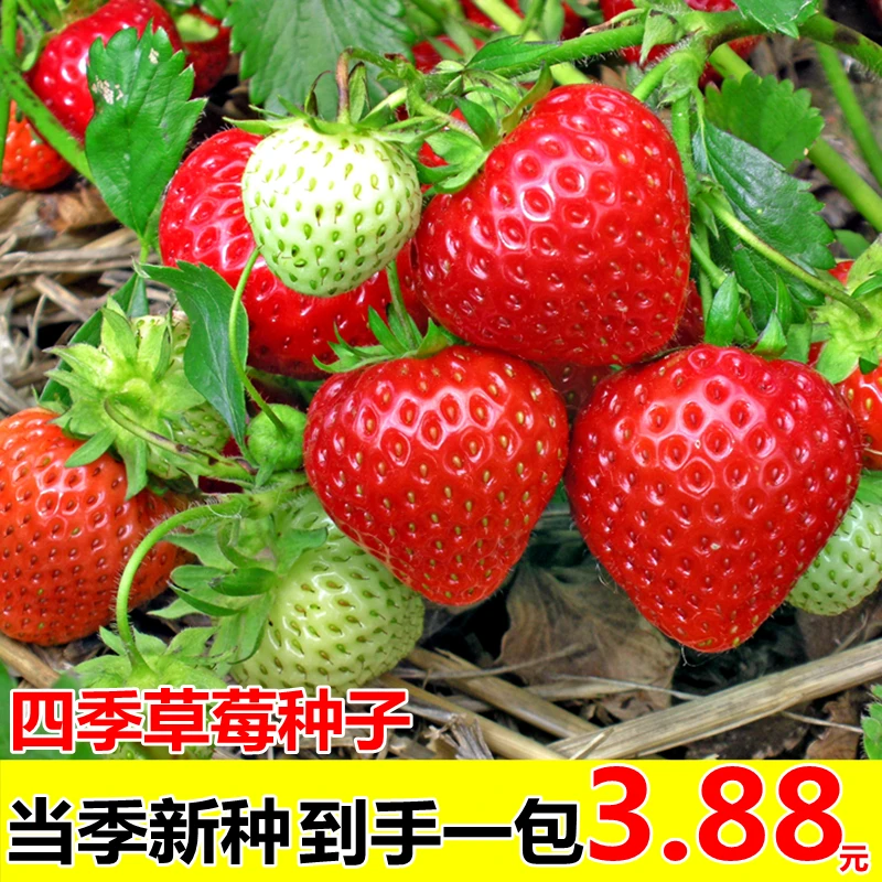 草莓种子四季播种奶油草莓种子阳台盆栽蔬菜庭院室外水果蔬菜种子