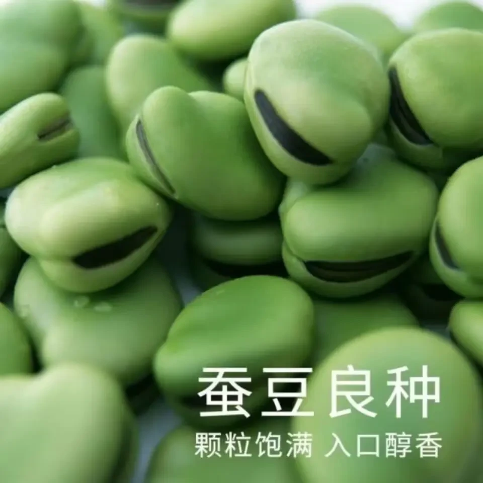 蚕豆种子早熟高产可留种罗汉杂粮中号种子南方北方四季可播种种子
