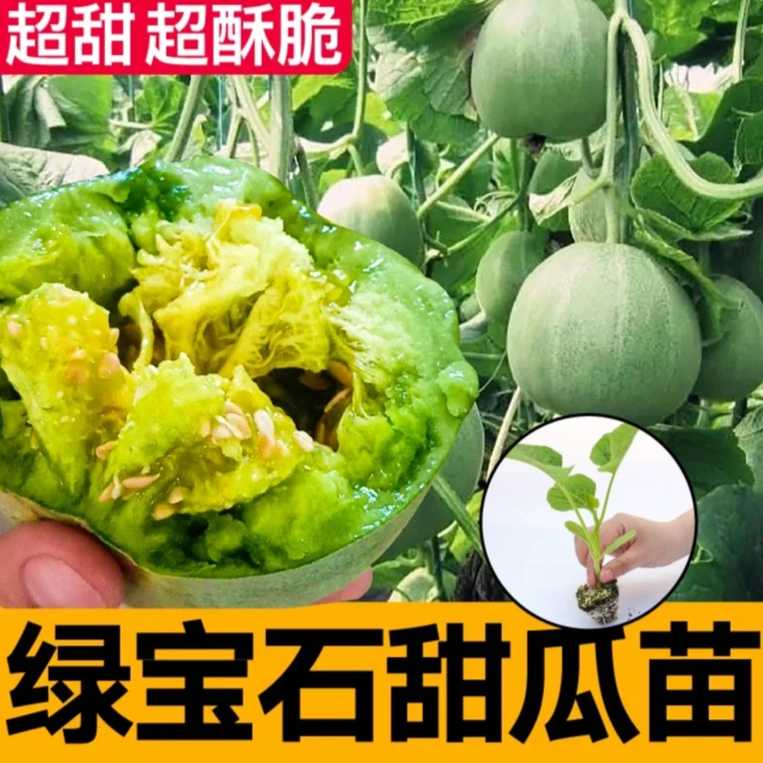 绿宝石甜瓜苗适合南方北方庭院阳台种植室内外盆栽