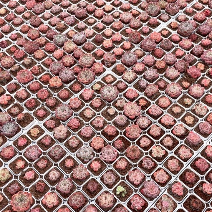 多肉组合冰魄八个小的精控