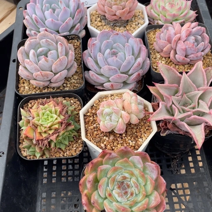 多肉组合十个611