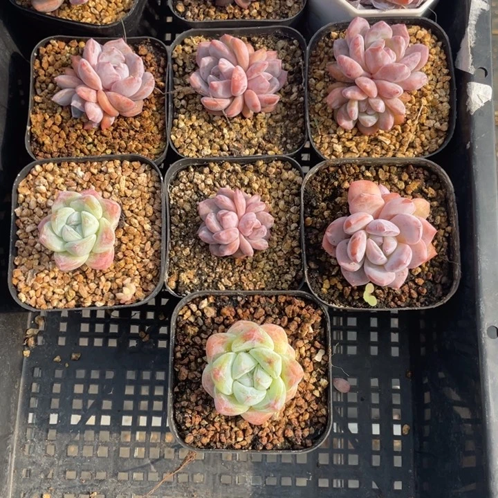 多肉组合十个146