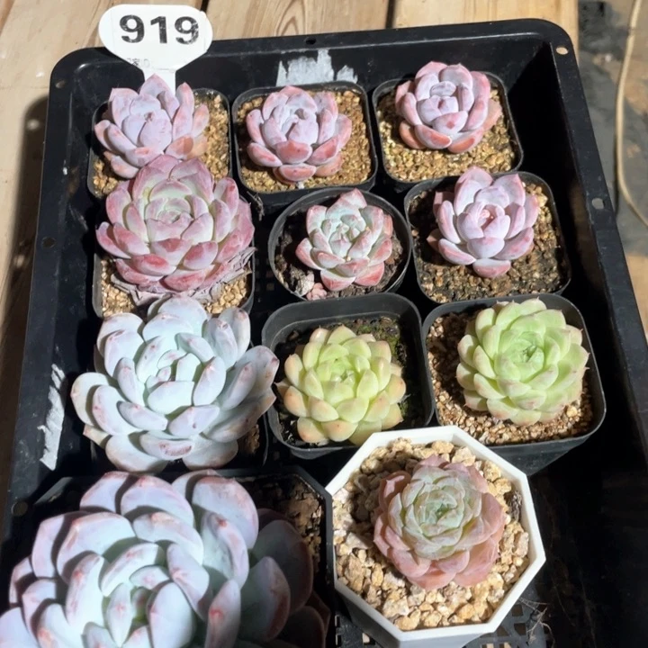 多肉组合十一个919