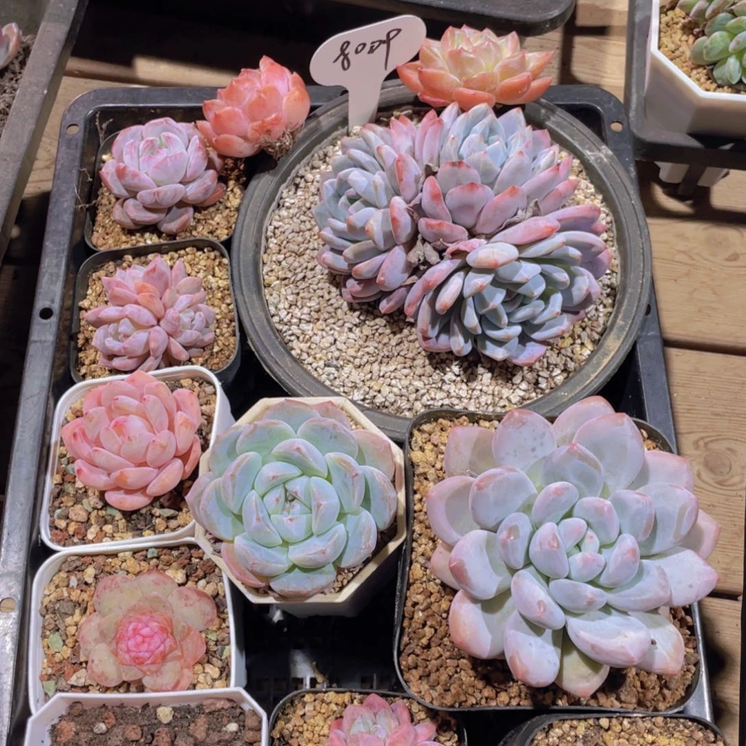 多肉组合十五个精品组8009