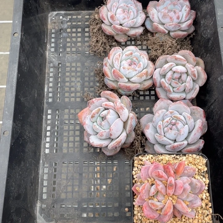 多肉组合六个紫皮星影一个冰橙